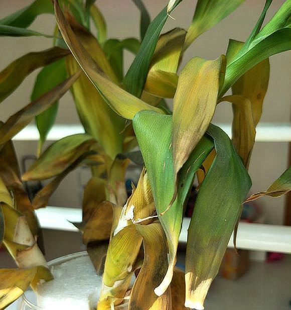 富贵竹怎么才不被冻死,怎样防止富贵竹被冻死