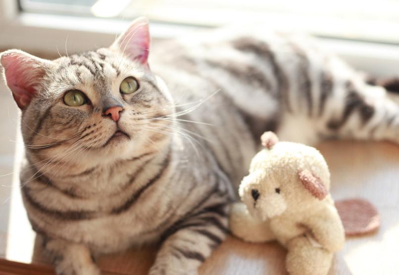 为什么有的猫咪不怕洗澡,为什么猫咪都不能洗澡呢