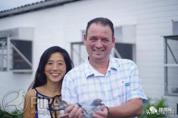 比利时速度鸽,比利时速霸龙赛鸽