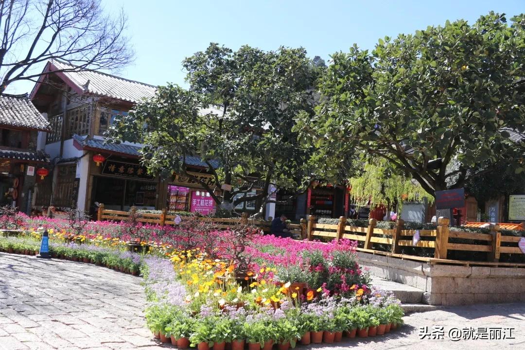 春节丽江古城人多吗,今年丽江春节好吗