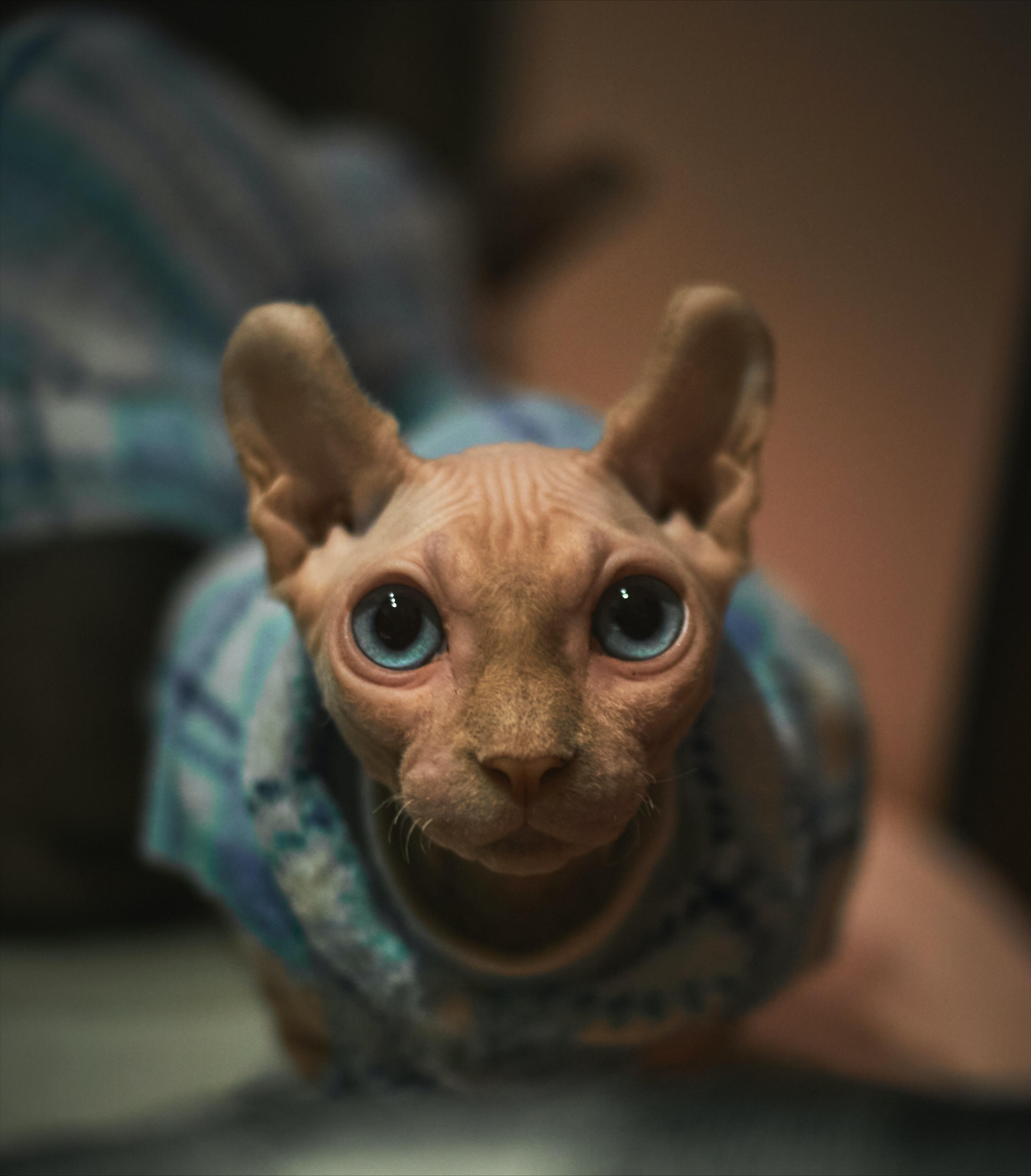 斯芬克斯无毛猫脖子起疙瘩,斯芬克斯无毛猫多少钱一只