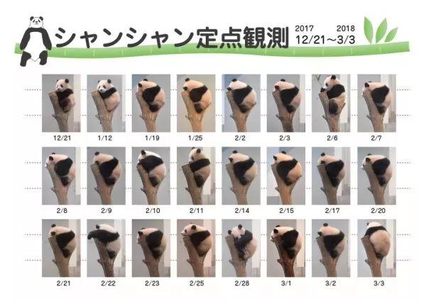 为什么全世界都喜欢大熊猫,世界各地的人们都爱好大熊猫英语