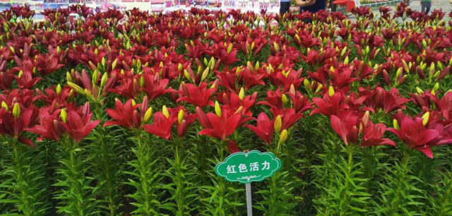 世界最美百合花海,超级惊艳的花海美景15分钟视频