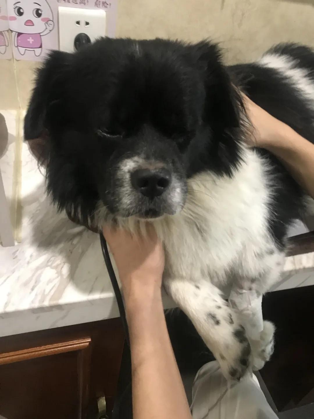 如果狗狗被抓伤了怎么办,如果被狗狗咬伤了怎么办