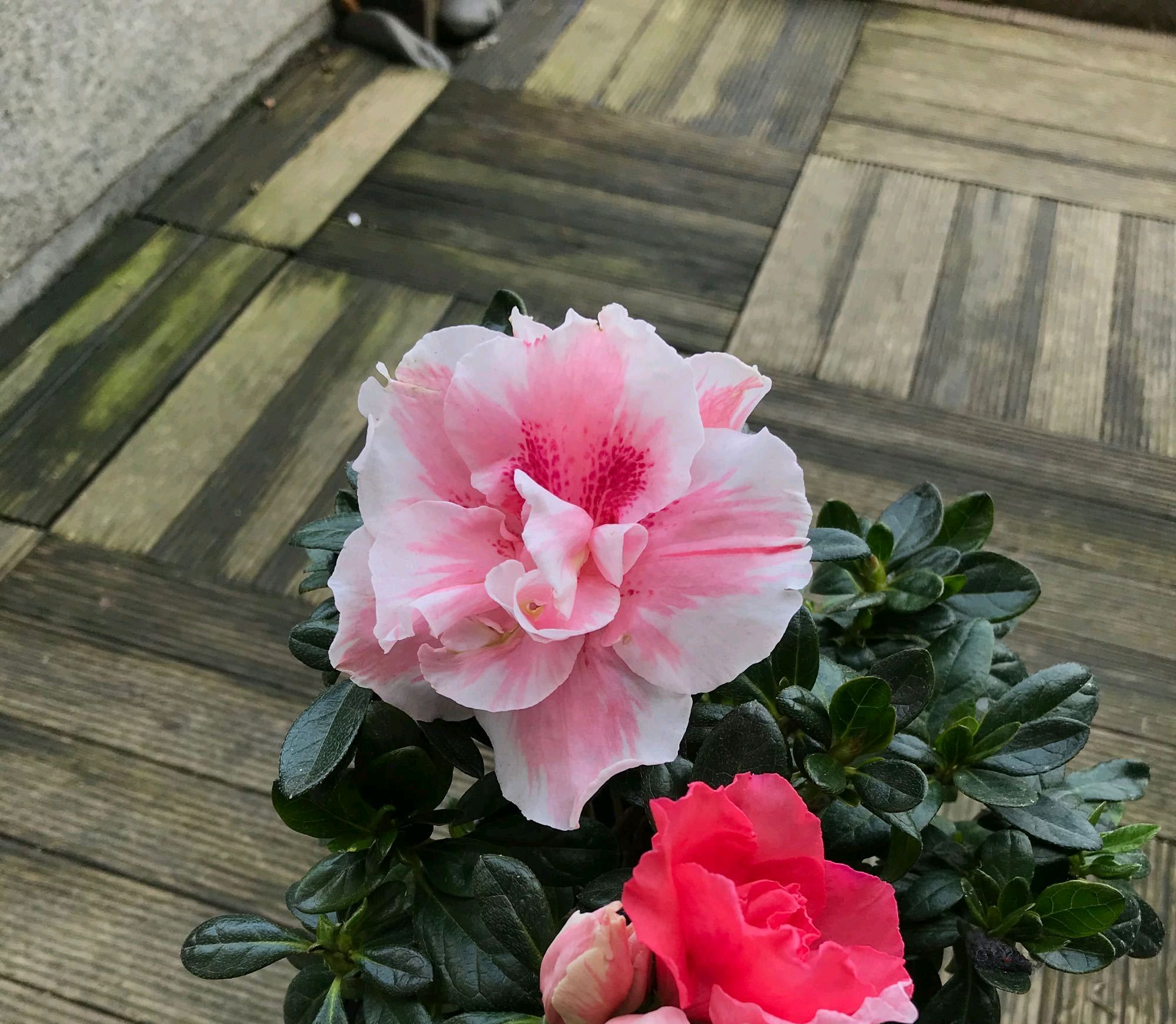 杜鹃花有些花朵变蔫怎么回事,杜鹃花长出来新叶发黄是什么原因