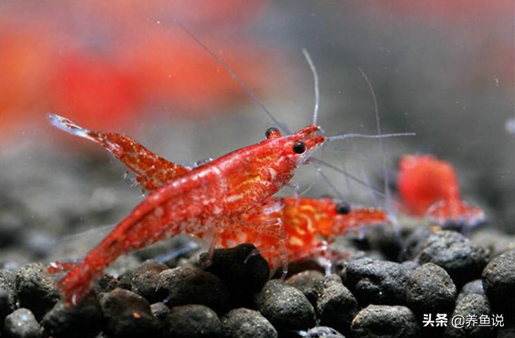 黑壳虾爆缸养什么好,樱花虾怎么养才能抱卵