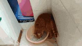 猫咪在锅里拉屎,猫咪拉屎就脱肛