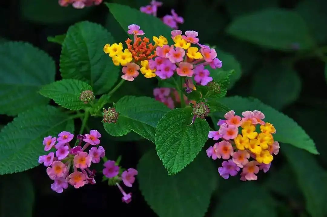 花卉五色梅的养植,如何才能让五色梅复花