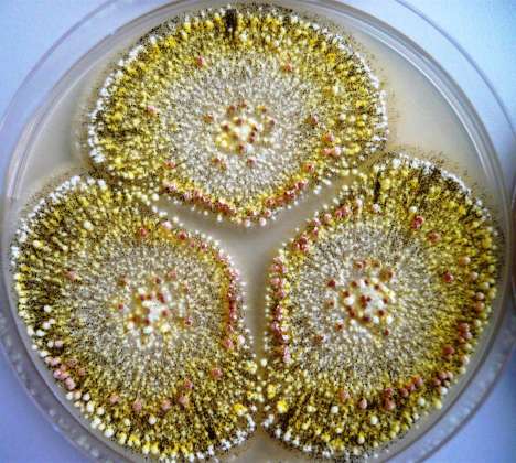 【养殖技术】霉菌毒素对母猪的危害竟如此之大？