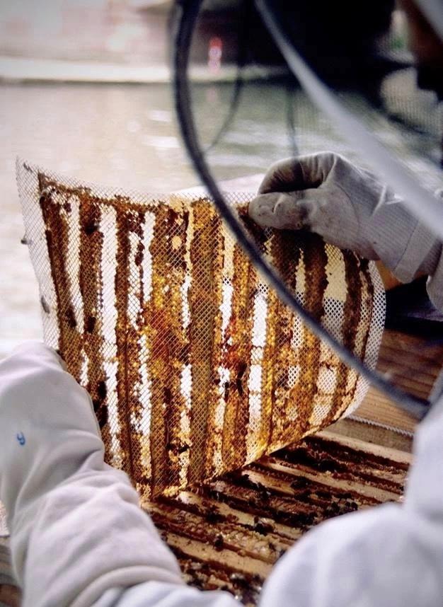 它是蜜蜂世界的“消毒剂”，今天，又将造福全人类