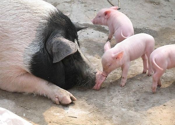 怎么确认*猪种**妊娠，预产期推算及分娩接产技术！