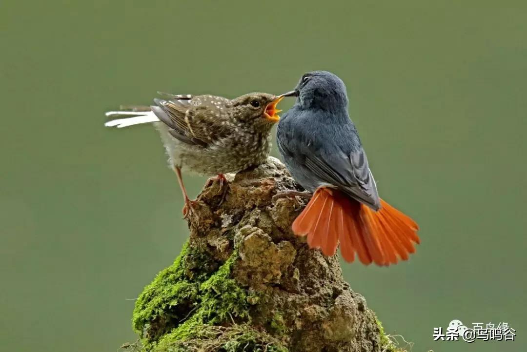 石燕笼养方法,石燕红尾水鸲