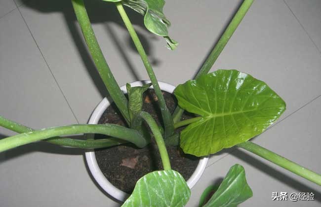 滴水观音正确浇水方法,滴水观音烂根怎样处理