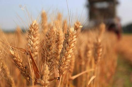 诗歌的收获,有关收麦子的古诗词有哪些