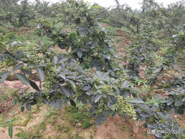 怎样种出高产花椒,农民种花椒技术视频