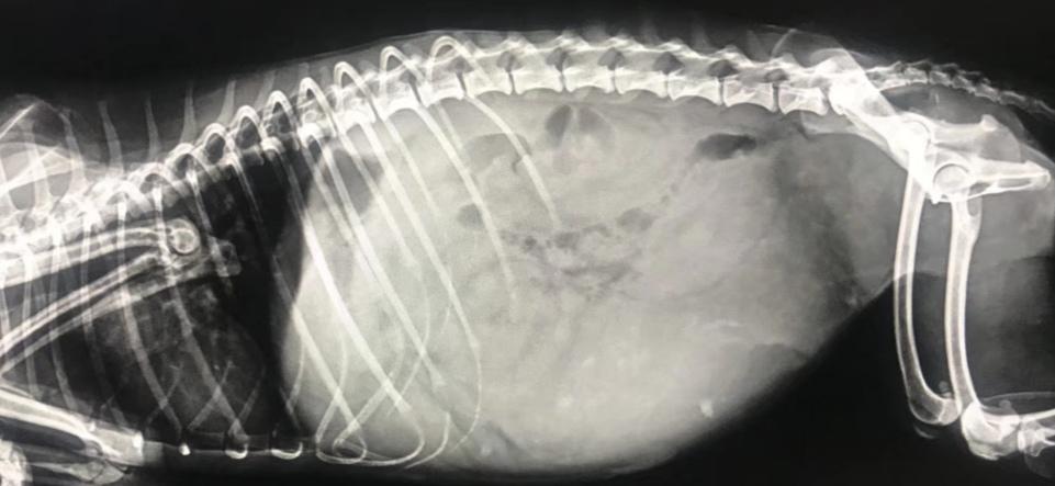 母狗狗为什么容易得子宫蓄脓,母狗不生崽会得子宫蓄脓吗