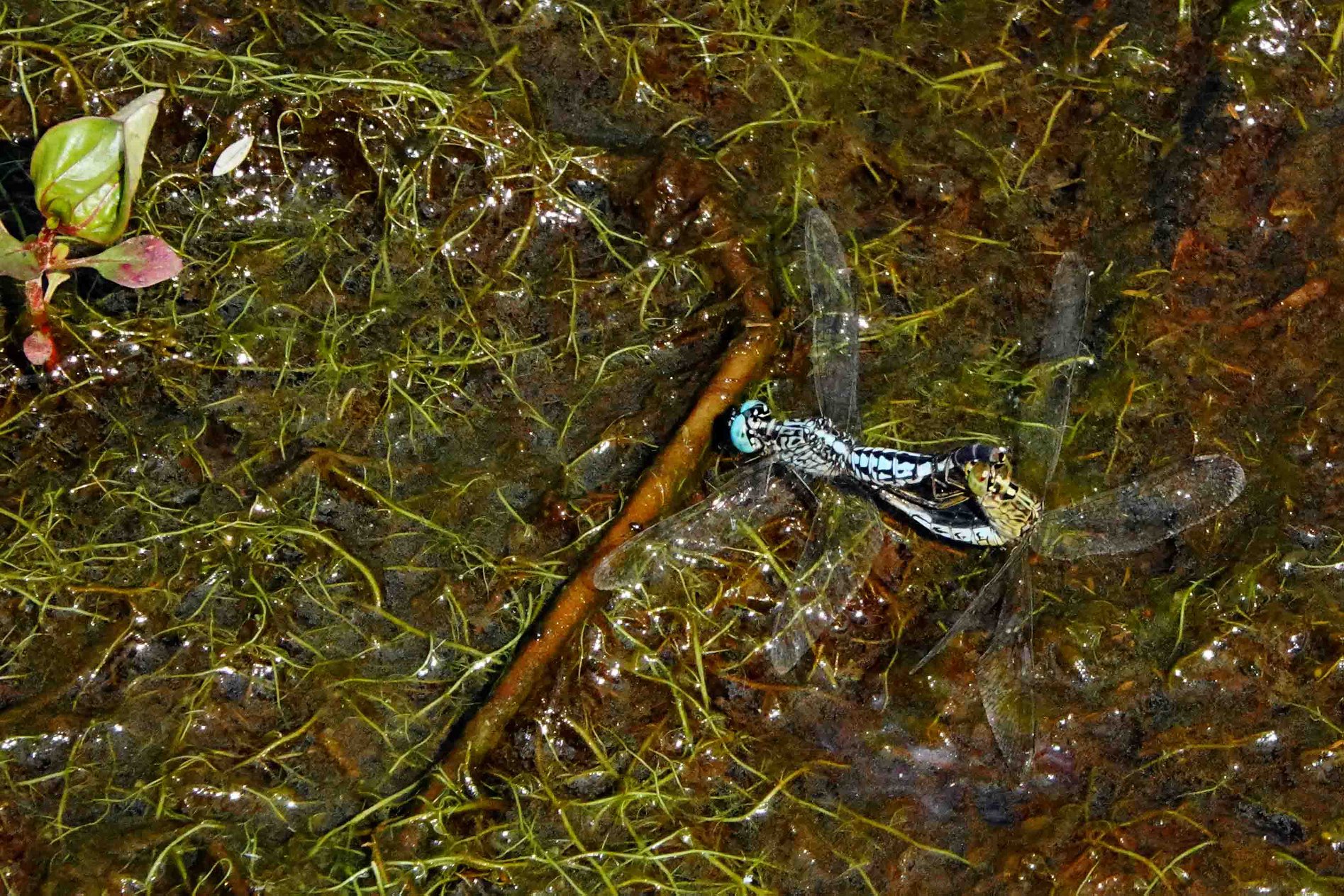 蜻蜓点水雁过留声,蜻蜓点水的收获