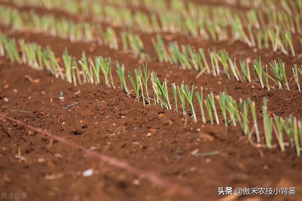 韭菜种植一两年要换土,韭菜种植盆栽多久采收