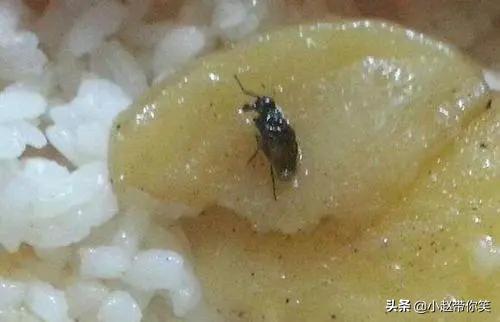 家里有苍蝇但是没有苍蝇药怎么办,家里有苍蝇逮不到咋办