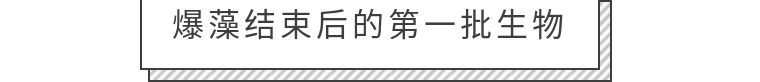 先造景再爆藻还是先爆藻再造景,先造景还是先养水