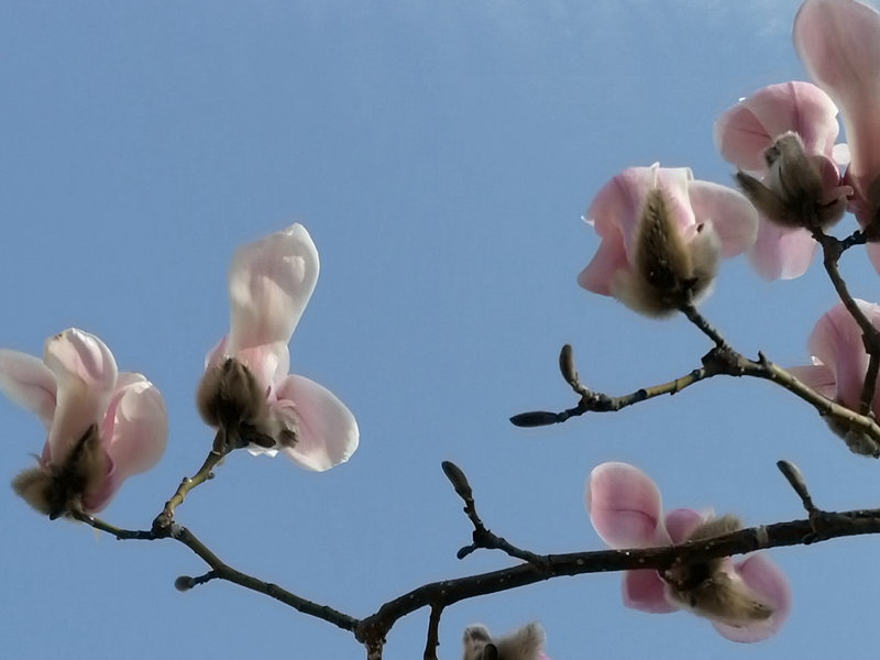 描写春天风景的古诗有哪些,描写春天风景的古诗8首带释义