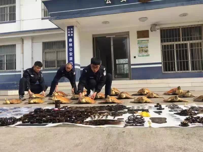 走私玳瑁海龟犯罪,查获走私玳瑁