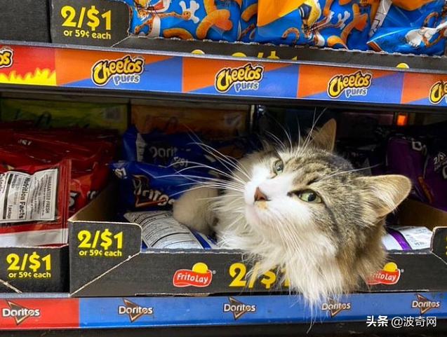 很火的宠物猫名字有哪些,比较出名的宠物猫店铺名字