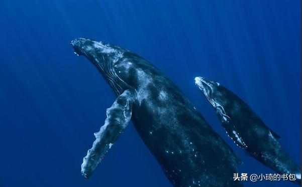 海洋哺乳动物也喝奶吗,海洋里的哺乳动物怎么喝水