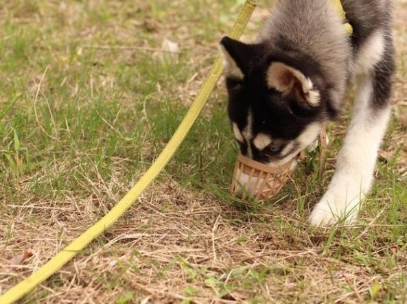 狗狗得细小之后容易得犬瘟么,狗狗得细小有治愈几率吗