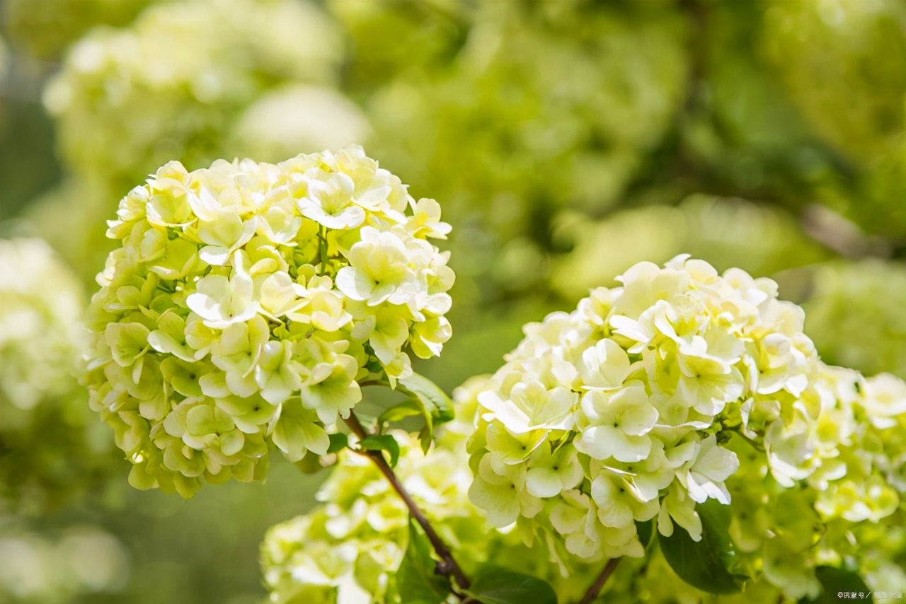 绣球花叶子发黄是怎么回事,绣球花施肥后生长停滞叶片发黄