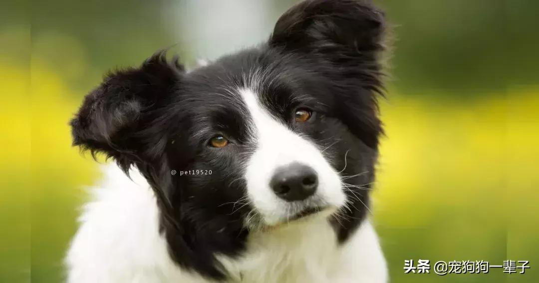 为什么狗歪着头,狗歪着头跑