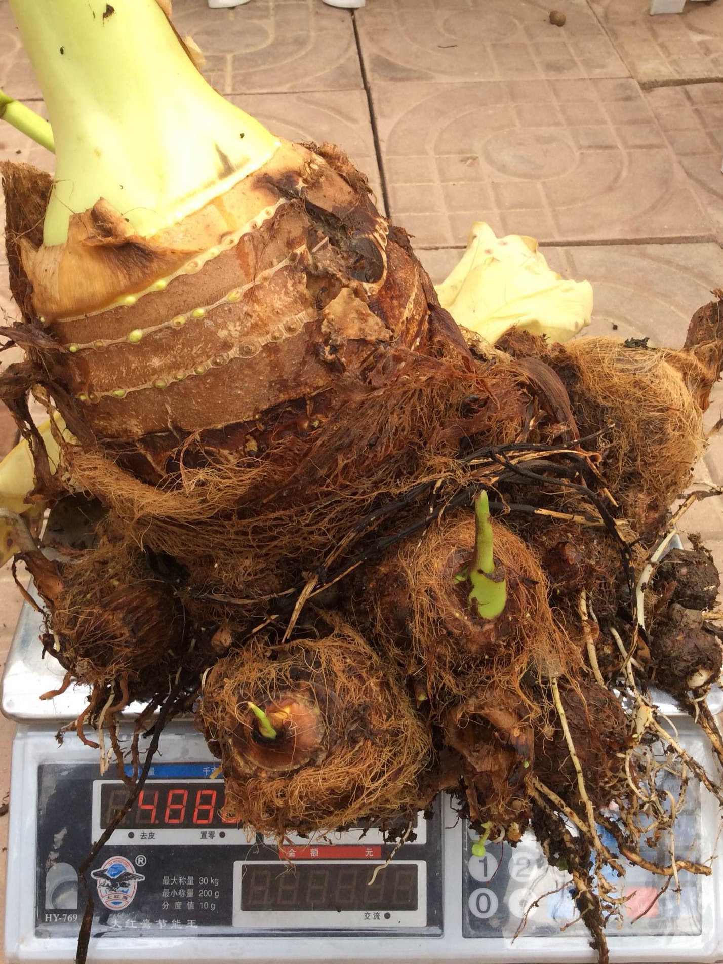 天南星不适合什么人吃,天南星跟南星一样吗有毒吗