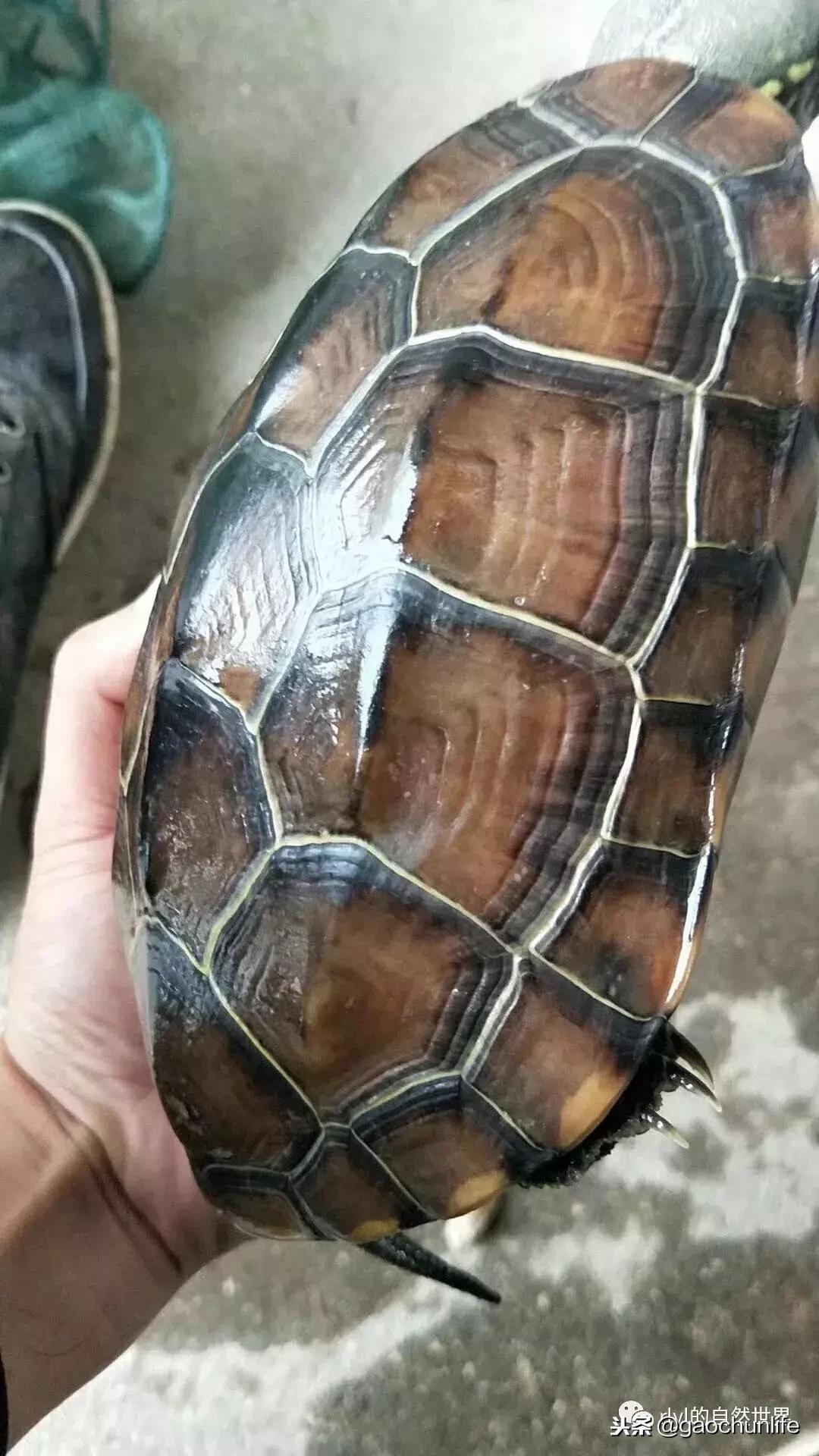 草龟难养,养草龟笔记