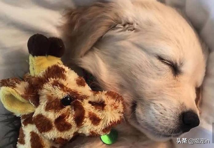 小区狗狗随处大小便怎么办,怎么让狗狗不随地大小便教程