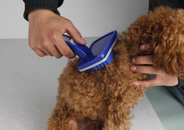 新手饲养泰迪犬的四大关注事项,新手养泰迪犬需要关注些什么