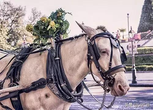 免费高清图片网站有哪些,免费无版权图片素材网站有哪些