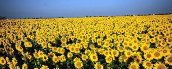 向日葵怎么养在瓶子里,向日葵怎么养啊