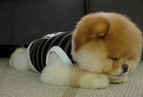 狗狗老是叫怎么让狗安静下来,狗狗瞧见别的狗狗总乱叫怎么纠正