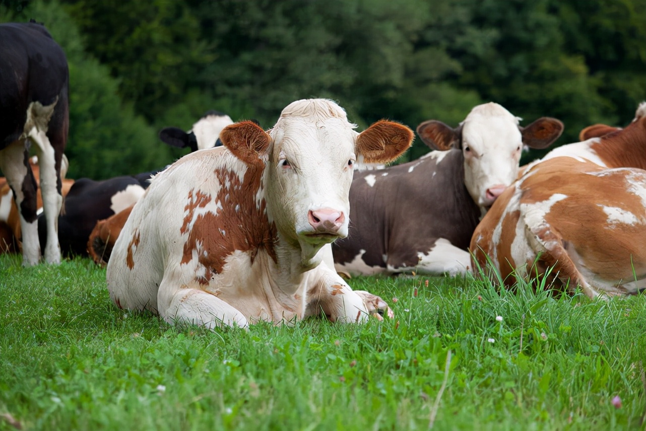 牛站立不起来怎么治最快,牛后肢无力站不起来怎么治疗