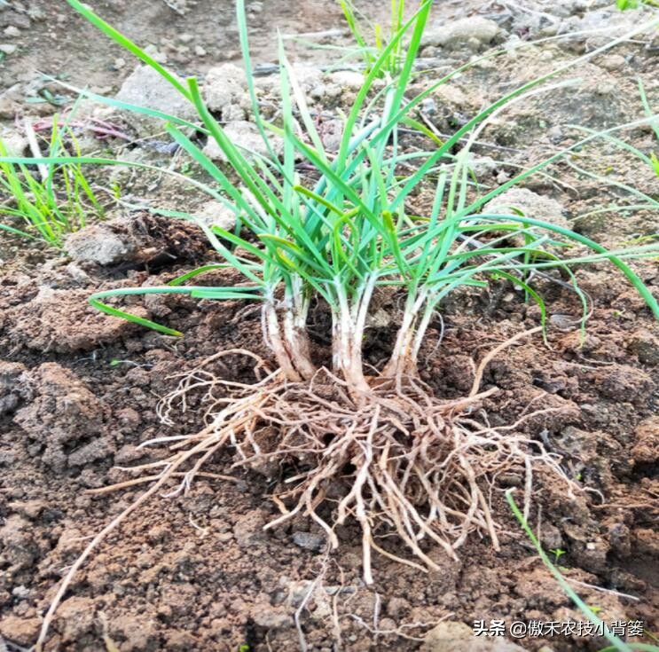 韭菜种植一两年要换土,韭菜种植盆栽多久采收