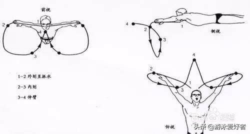 教你蛙泳技巧,蛙泳技巧全部
