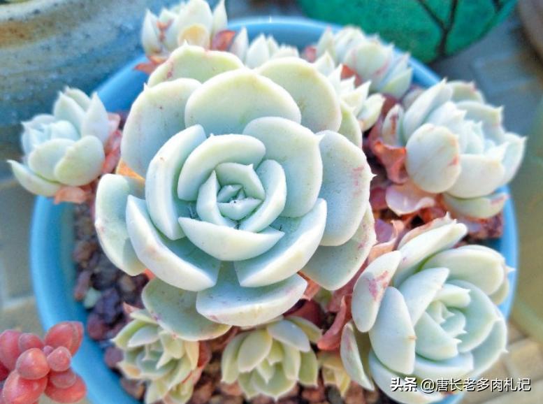 多肉蓝石莲和菲欧娜区别,多肉鲁氏石莲态势图
