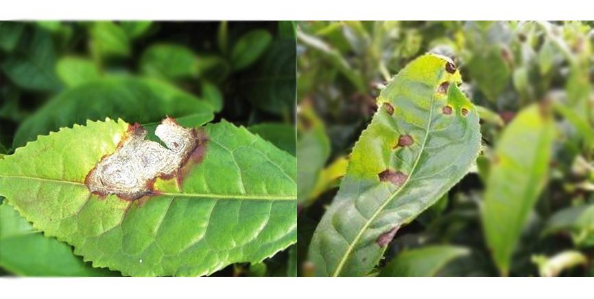 茶叶炭疽病防治知识讲座,茶叶炭疽病