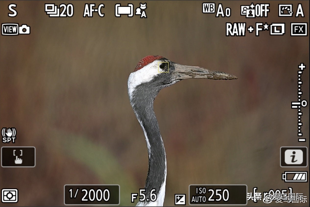 尼康z9有希望更新人像模式吗,尼康z9为什么适合打鸟