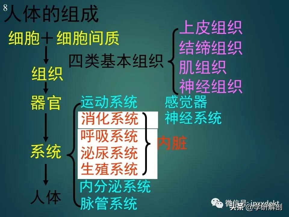 人体解剖学和系统解剖学,解剖学人体重要结构讲解