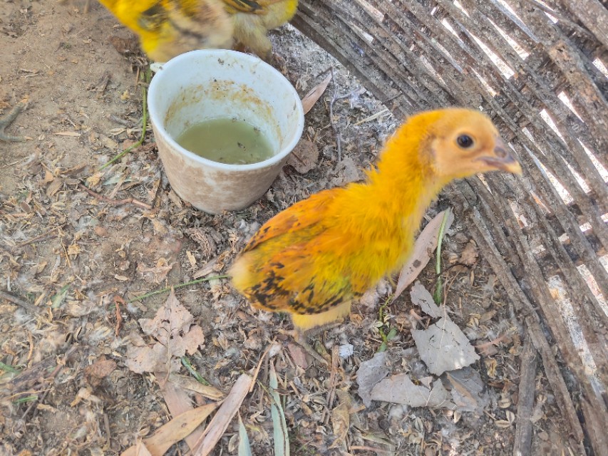 农村刚出壳的小鸡怎么养殖,如何养刚出壳小鸡成活率100%