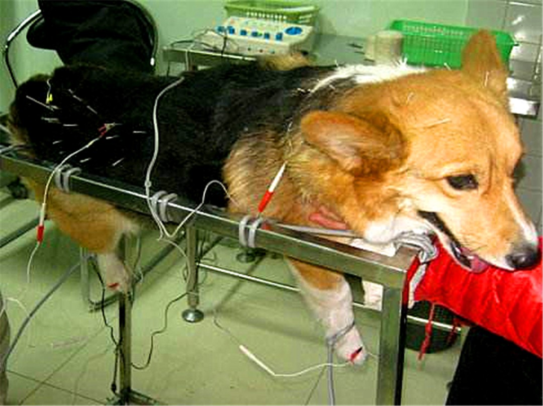 辟谣，狗狗也会腰椎盘突出，不合理运动伤害大，关注三点正确护理