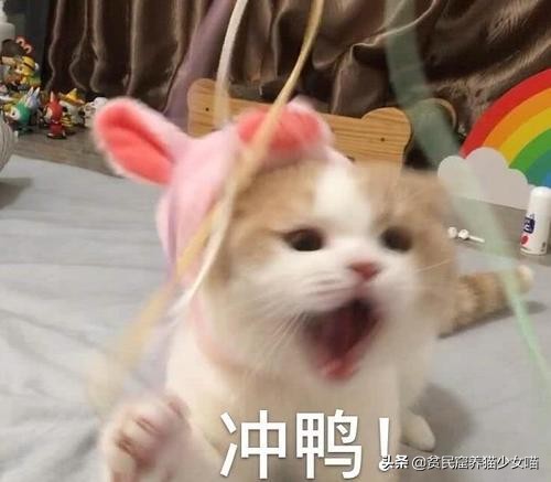 猫咪在线辟谣,辟谣猫咪蒜瓣毛