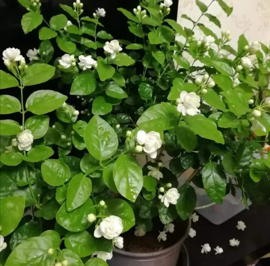 天冷了茉莉,茉莉怕冻怎么办