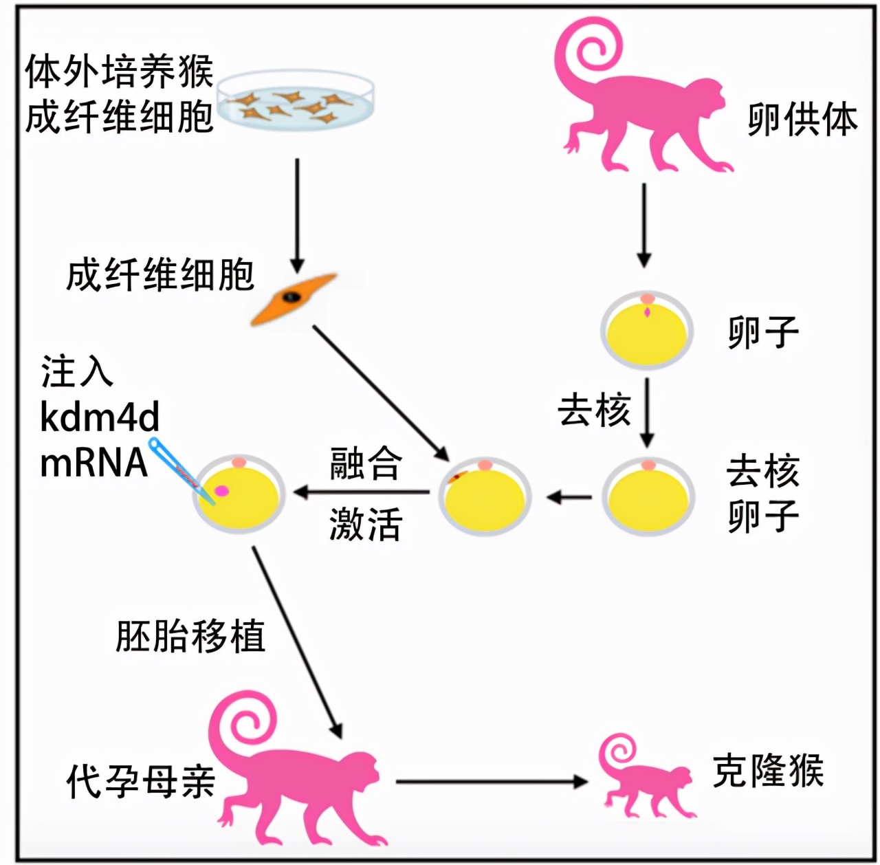 当年的克隆羊多莉怎么样了,为何无人再提克隆技术